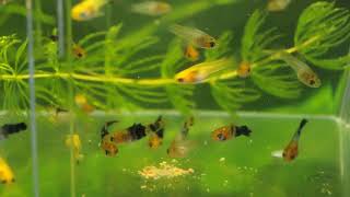 Swordtail Fry  week 2 [upl. by Alexa]