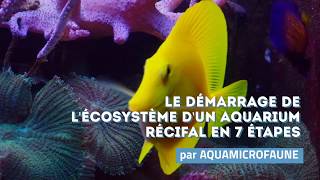 Le démarrage simple en 7 étapes dun aquarium récifal [upl. by Enelime]