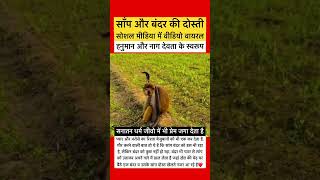 monkey snake respect love krishna vrindavan hanuman bankebihari radha friends shortsfeed [upl. by Petromilli]