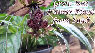 How to Grow Bat Flower Plant Seeds  Tacca chantrieri [upl. by Ahrendt]