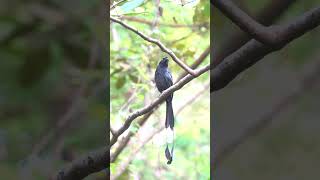 Greater Rackettailed Drongo onenorth Park Fusionopolis South [upl. by Eirhtug]