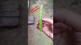 shorts ll Dragon Fruit Plant propagation 🌱shortsfeedyoutubedragonpropagationdragonfruitnature [upl. by Llewej888]