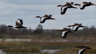 The Whistling Ducks have exited the Refuge A Quiet Comes to Refuge Once they are Gone 4142024 [upl. by Orbadiah962]