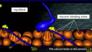 Muscle Contraction  Its so EASY [upl. by Hareema]