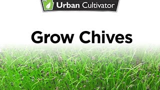 How to Grow Chives Indoors  Urban Cultivator [upl. by Llabmik]