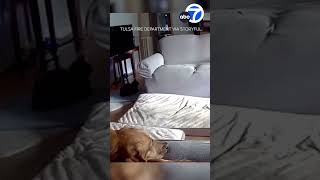 Dog starts house fire by chewing on lithium battery [upl. by Atiuqrahs595]