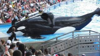 SeaWorlds Killer Whales Splashing Visitors in 2009 [upl. by Jolyn]