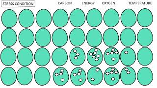 PHA Bioplastics from Bacteria [upl. by Maryjane]