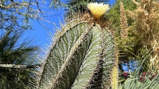 Astrophytum de 300 Años en España Conoce la ubicación y ven a visitarlocactusdesertcity cactus [upl. by Aisiram467]