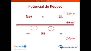 Potencial de Membrana [upl. by Ignacius]