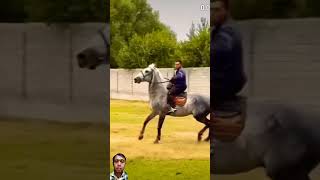 amazing horse horse rodeo cow [upl. by Grissom]