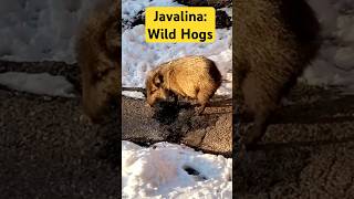 Javelinas Snowy Feast at Maswik Lodge Grand Canyon [upl. by Amari]