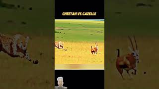 chita vs gazelle terending shortvideo anuj official nccmotivation [upl. by Yardna]