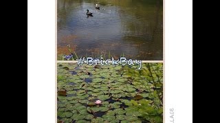 BRICK BAY SCULPTURE TRAIL  WARKWORTH  NEW ZEALAND [upl. by Auqinet]