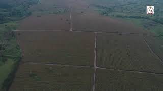 UGANDA GOVERNMENT PRISON FARM KIBURARA IN IBANDA DISTRICTAERIALVIEWSHOT [upl. by Ssur]