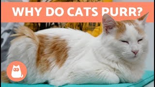 Why Do Cats PURR 😻 Everything You Need to Know [upl. by Llirret145]