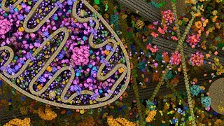 🔬 Evolution of complex life by Endosymbiosis 💉 [upl. by Amick]