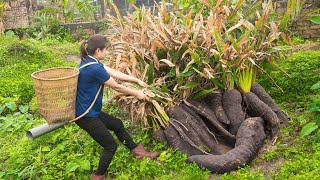 Single Girl Harvesting Turmeric Yam goes to market sell  Harvesting and cooking  Lý Tiểu Luyến [upl. by Rolland822]