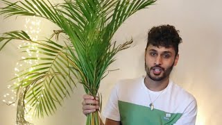 Areca Palm Repotting [upl. by Amri748]