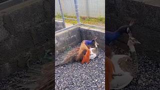 peacock mating dancebirds animals shortsvideo [upl. by Htebzile452]