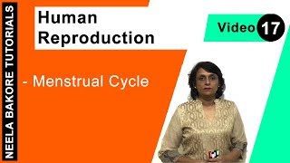 Human Reproduction  NEET  Menstrual Cycle  Neela Bakore Tutorials [upl. by Itirp]