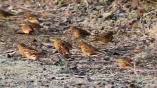 Cirl Buntings feeding station Devon [upl. by Ardaed320]