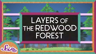 The Layers of the Redwood Forest  Explore the Redwoods  SciShow Kids [upl. by Nnylylloh907]