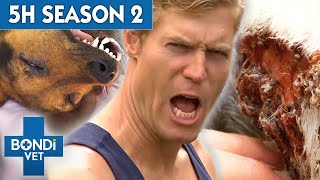 5 Hours of Full Episodes  Bondi Vet Complete Season 2  Bondi Vet [upl. by Jennilee]