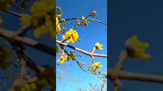 Growing potatoes and cooking Lezgi kutabs in rural life [upl. by Maighdiln]