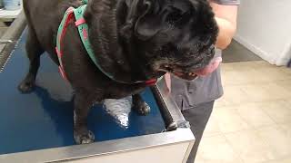 Overweight Pug with labored breathing by Dr Kraemer Vet4Bulldog Bully Specialist [upl. by Eralc]