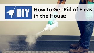 How To Get Rid of Fleas in The House  Indoor Flea Control Treatment [upl. by Chance505]