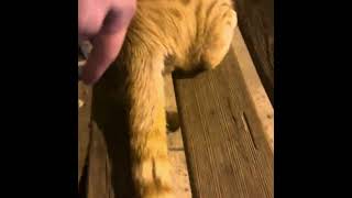 Cat tail catch cat petshorts catvideos cute petrelaxation funnyanimal pets [upl. by Ruhl586]