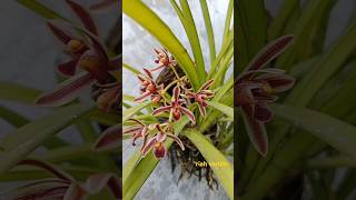 Cymbidium bicolor [upl. by Alisander]