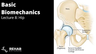 Biomechanics Lecture 8 Hip [upl. by Thorstein]