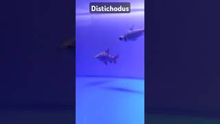 Distichodus Fish  Most Beautiful Fish For Fish Tank [upl. by Oivaf]