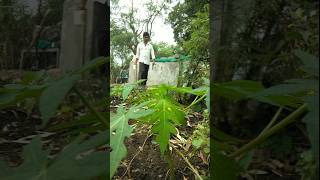 Today I watered the papaya plant nature papaya gardening short [upl. by Lennaj]