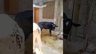 sunnat hai Ibrahim ki qurbani2024 [upl. by Drofkcor]