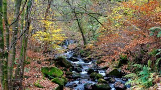 Padley Gorge [upl. by Arodoeht951]