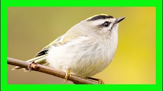 Goldencrowned Kinglet Song Goldencrowned Kinglet Voice  Reyezuelo Sátrapa Canto Regulus Satrapa [upl. by Anwahsar367]