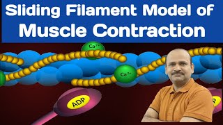 Sliding Filament Model of Muscle Contraction  Class 12  by Dr Bhojoo Mal [upl. by Tirma]