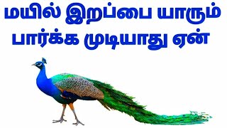 மயில் இறப்பை யாருமே பார்க்க முடியாது 🤔ஏன் [upl. by Wernher]