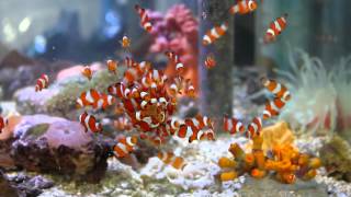 Our Tank Bred Clownfish Feeding [upl. by Nikral]