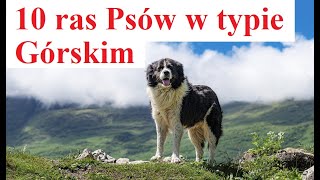 10 ras Psów w typie Górskim [upl. by Limay]