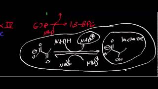 Biochemistry  Lactate Dehydrogenase [upl. by Tymothy163]