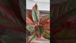 How to Select the Best Plant in A Nursery plants houseplants indoorplants shorts nursery [upl. by Gentille759]