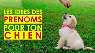 Les prenoms de chiens  comment nommer son chien en S 2021 60 [upl. by Nalid699]