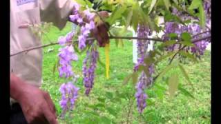 Chinese Wisteriawmv [upl. by Brag]