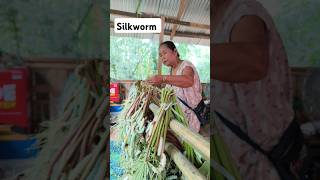 Silkworm Cultivation [upl. by Sokcin223]