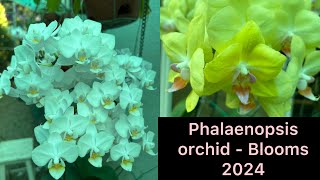 PHALAENOPSIS ORCHID  BLOOM 2024 [upl. by Biddy]