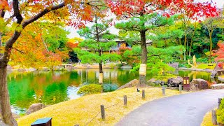 4K Japan Walk  Beautiful Japanese Garden in Nagoya Tokugawaen  Koi Fish  Nagoya Winter 2020 [upl. by Drooff]